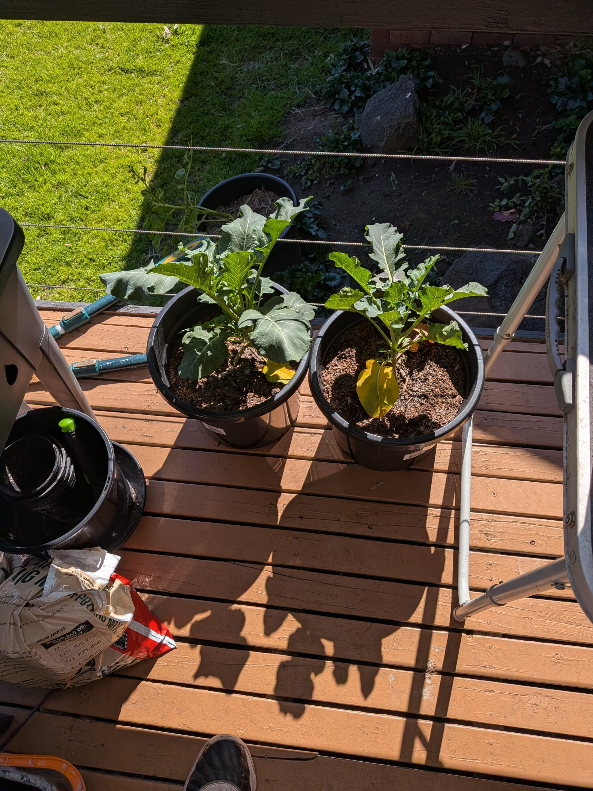 Wide view of a multi-pot container garden covering a small deck