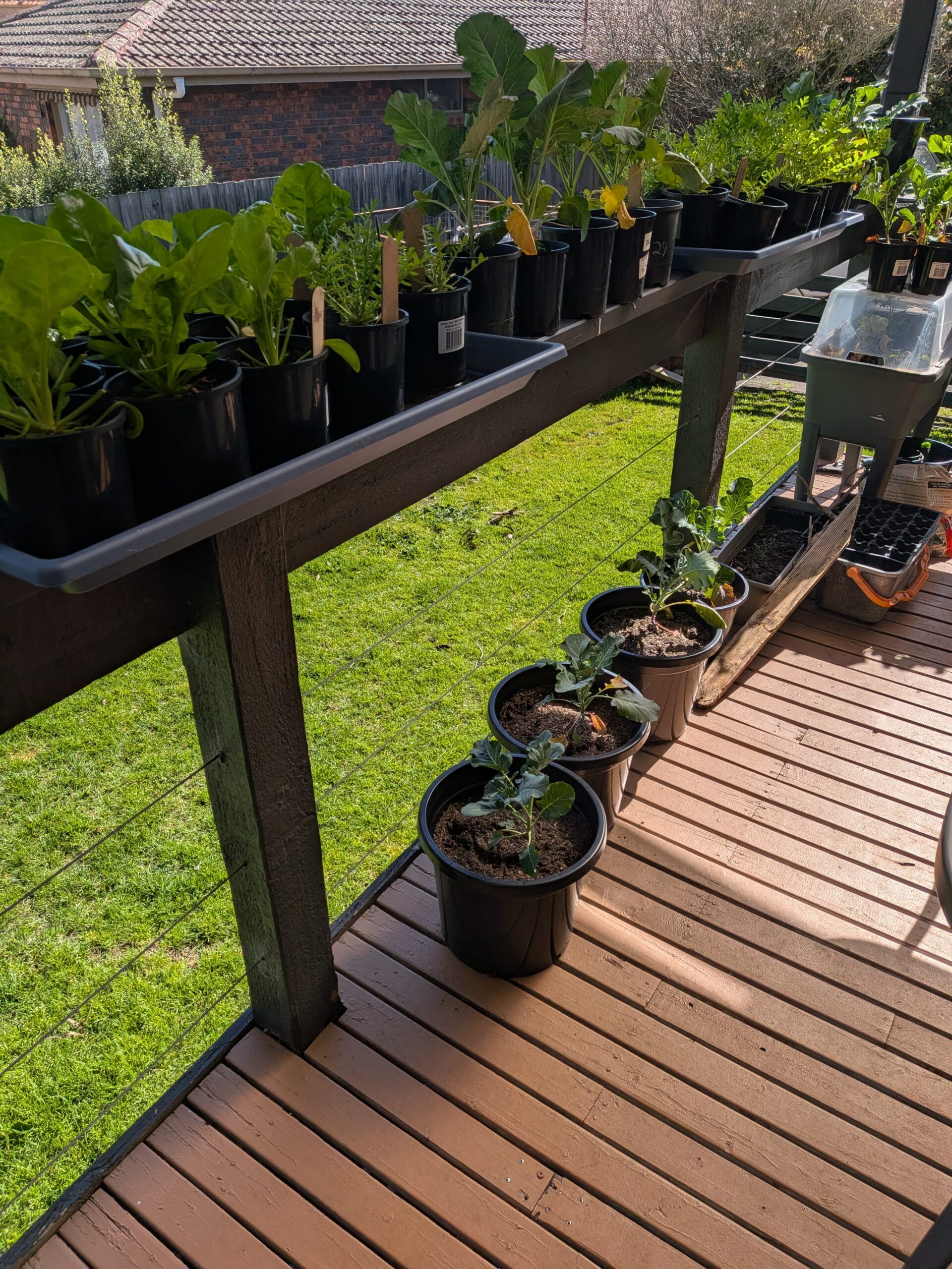 Row of leafy greens and brassicas on a deck rail shelf, with more pots and seed trays on the ground below