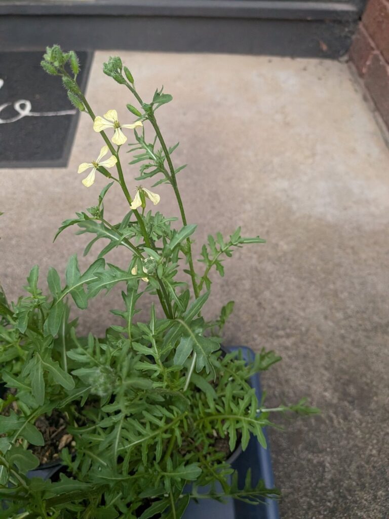 Two arugula flower stalks rising from the middle of a potted plant, with small narrow leaves on the stalks and larger leaves at the base