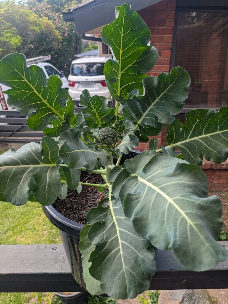 Broccoli plant growing in a black container on a deck railing, with a small green head forming in the centre