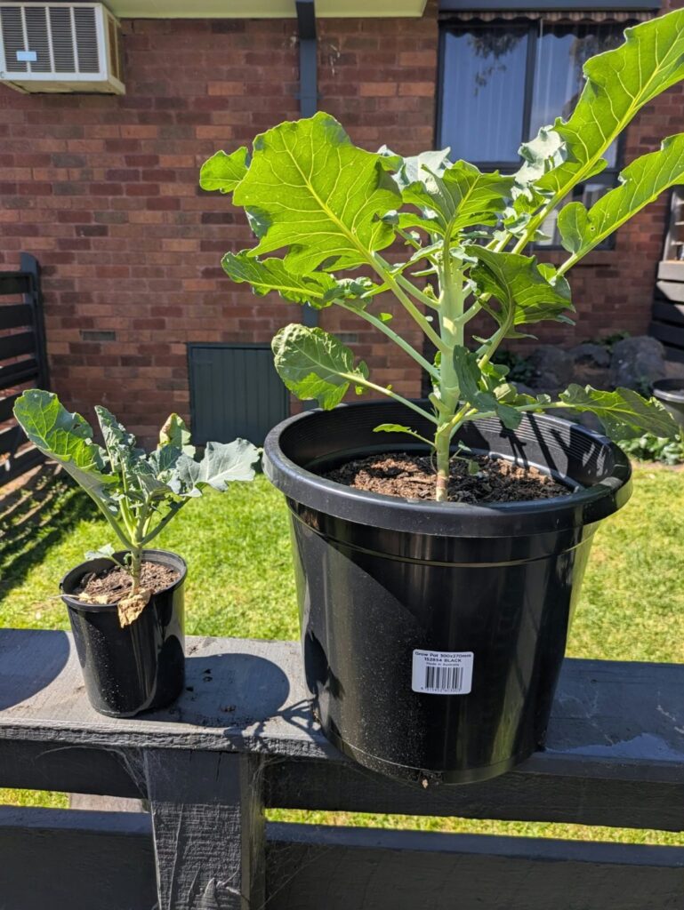 Two broccoli plants sown at the same time on a deck railing: a small plant in a 5-inch nursery pot next to a much larger plant in a 300 by 270 mm black grow pot