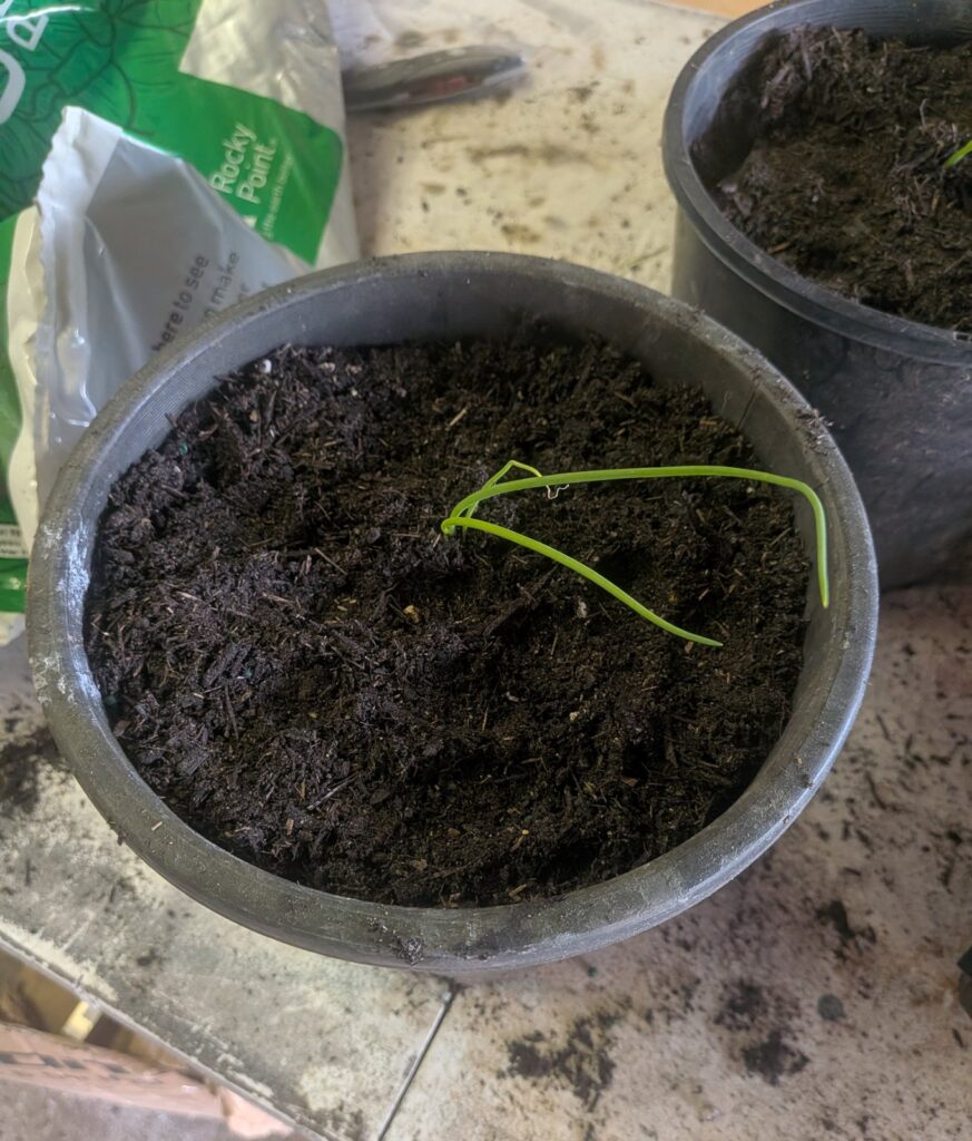 Top view of a brown onion seedling newly planted in a pot of potting mix