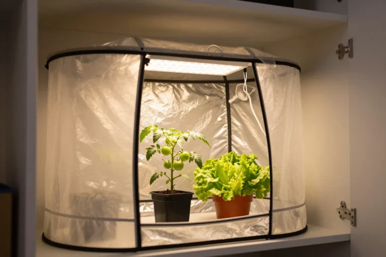 Small unzipped grow tent with a dwarf tomato plant and a pot of lettuce growing under a warm LED grow light