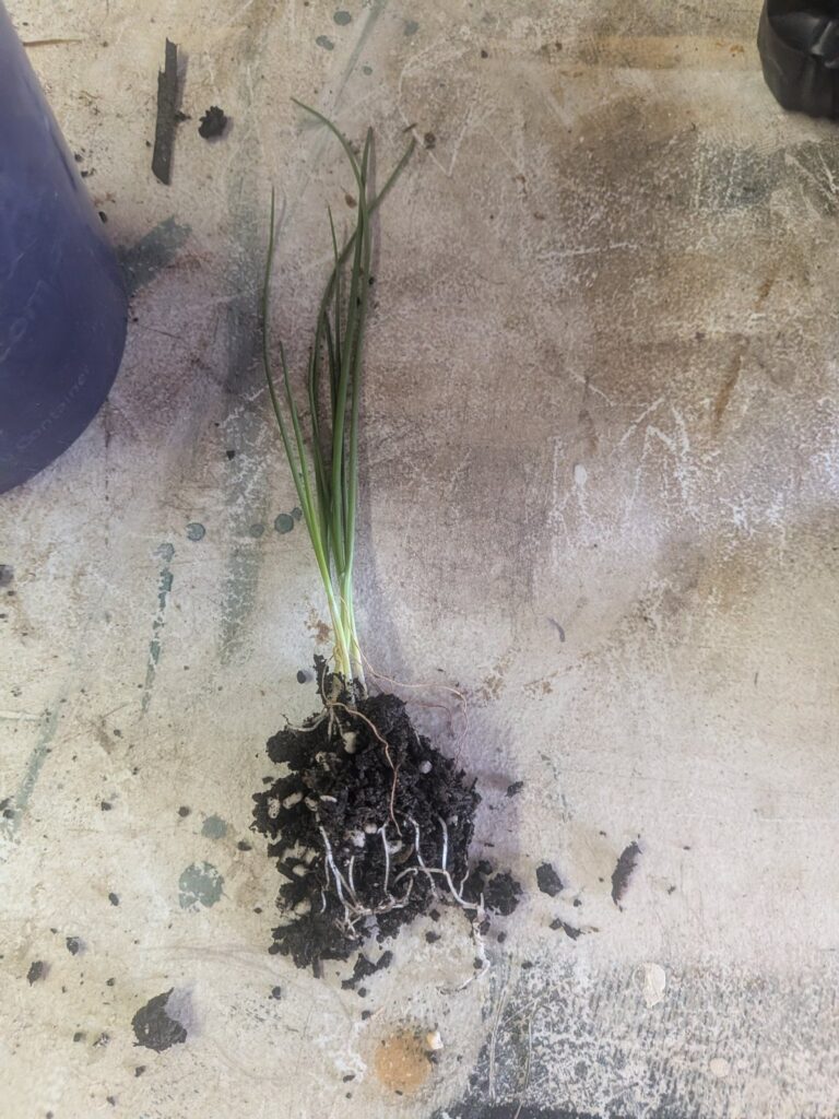 A clump of onion seedlings lifted from one cell, with white roots through the potting mix