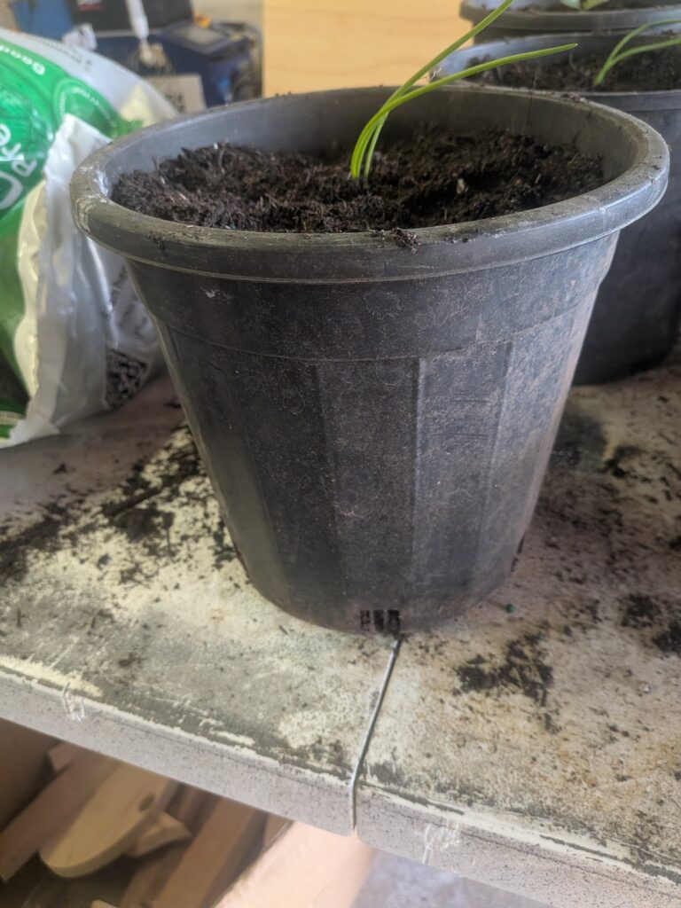 Onion seedling in a black nursery pot with drainage slots at the base