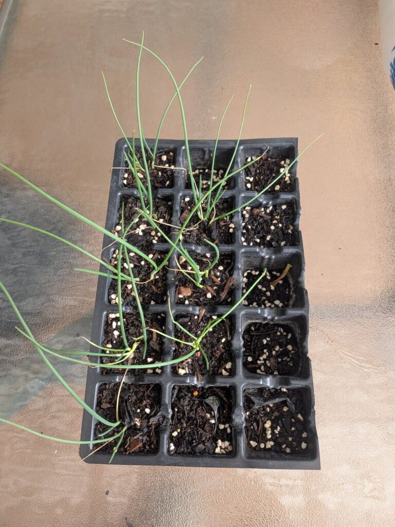 Brown onion seedlings growing in a black cell tray with perlite in the mix