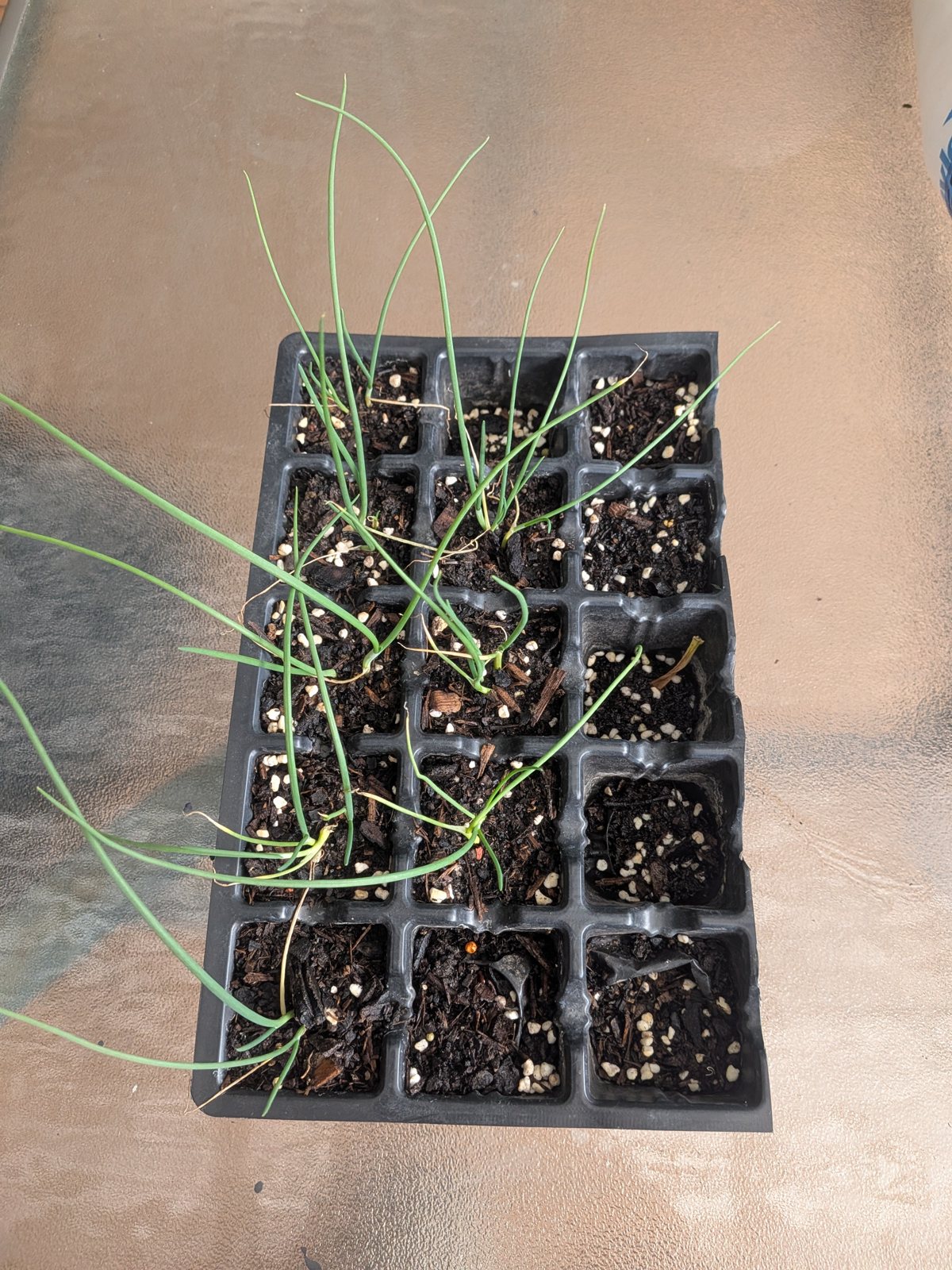 Brown onion seedlings growing in a black cell tray with perlite in the mix