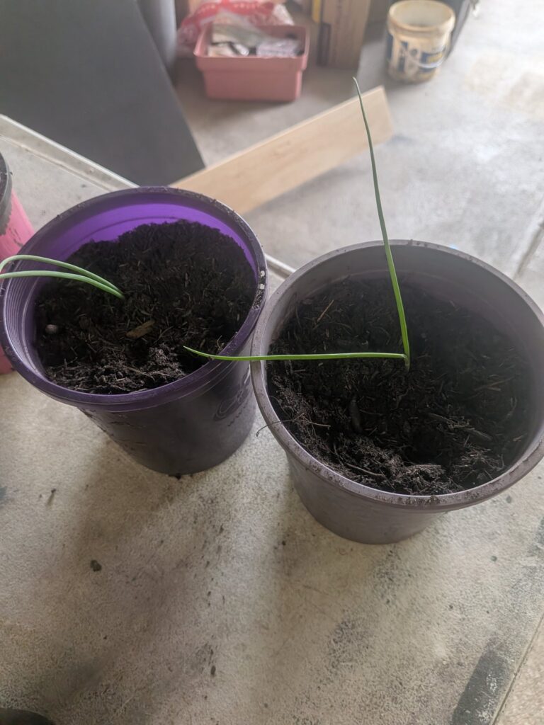 Two onion seedlings freshly transplanted into purple nursery pots