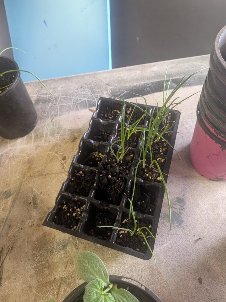 Tray of long, floppy onion seedlings ready to move into pots