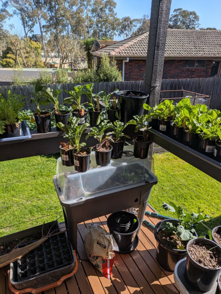 Tiered container shelving against a wall, a simple frost protection for containers setup