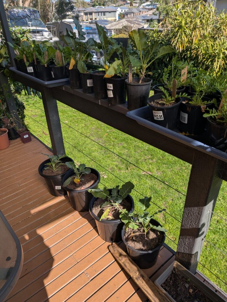 Nursery shelf of price-tagged vegetable seedlings for sale, ready to pick out for a container garden