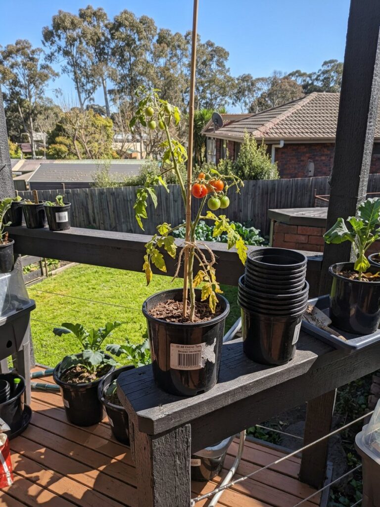Cherry tomato plant growing in a black nursery pot with a price sticker on a verandah rail shelf, ready to be potted up into its final container