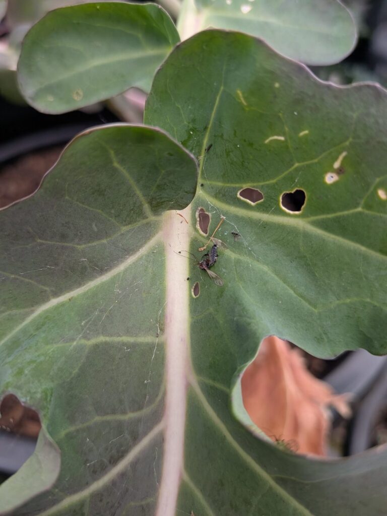 Broccoli leaf with holes and a spider web holding a trapped insect