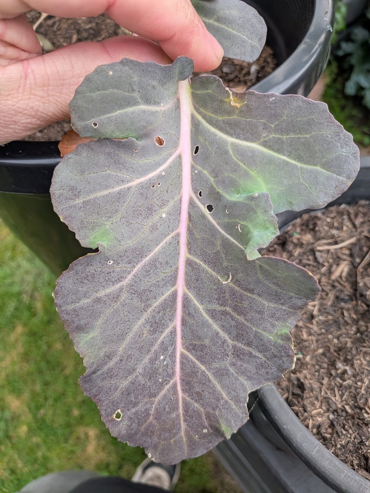 What’s Eating My Broccoli? Aphids, Caterpillars and Slugs on Potted Broccoli