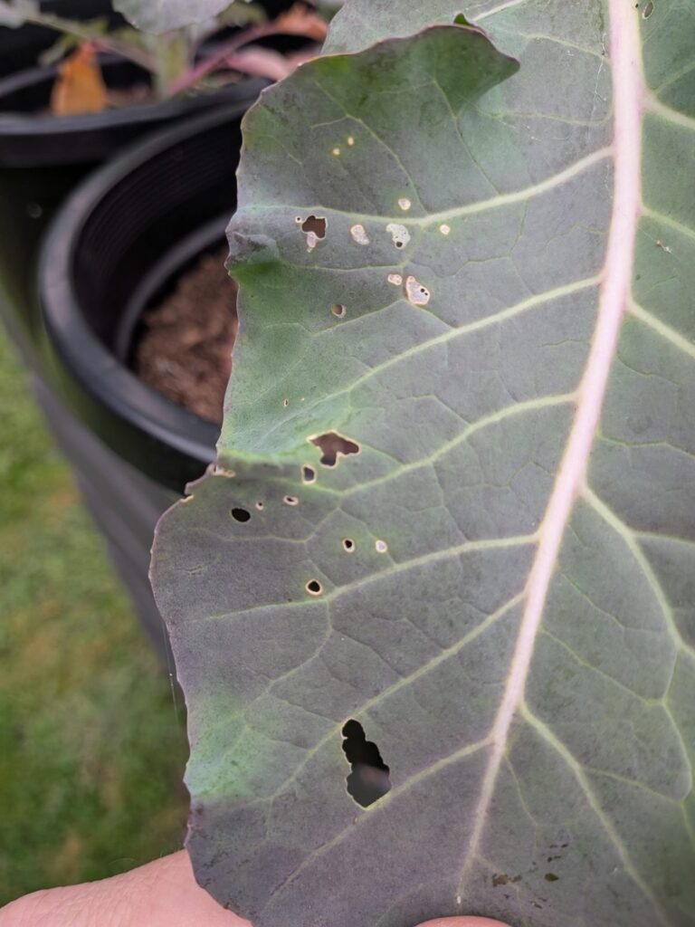 Close-up of a broccoli leaf with small round holes, some still covered by a thin pale skin