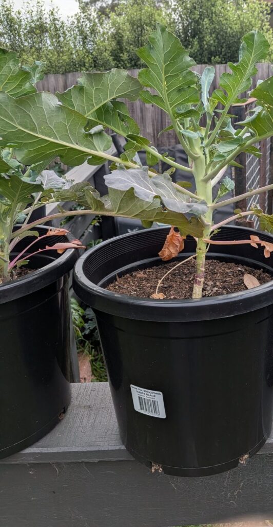 Broccoli plant in a large pot with holes in many leaves and two dead lower leaves