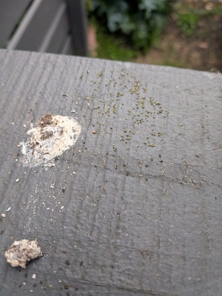 Green and dark pellets that look like caterpillar droppings, on a timber rail beside a broccoli pot