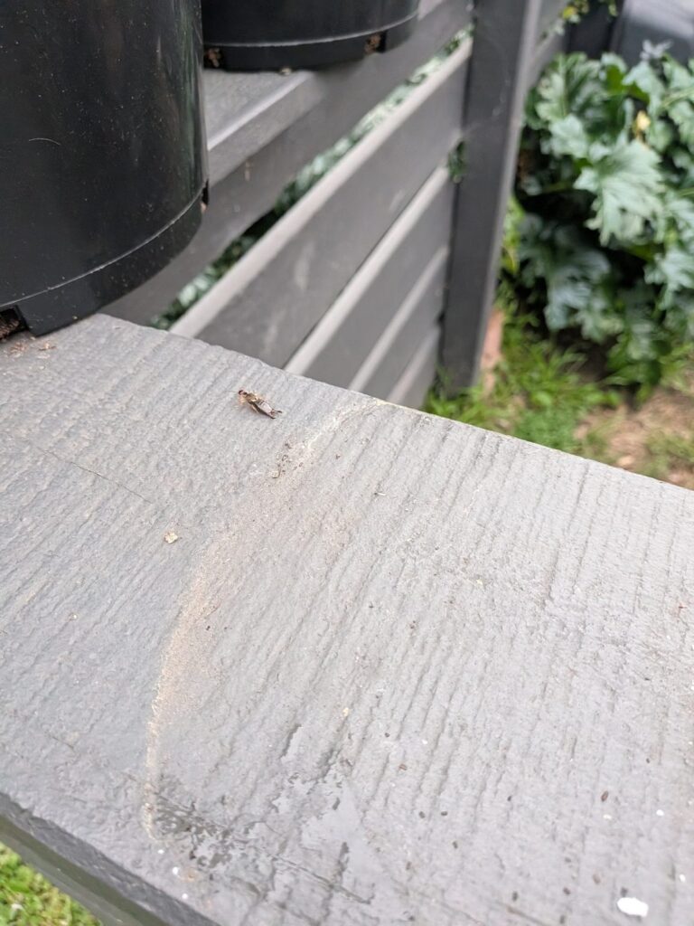 Earwig on a timber rail where a broccoli pot had been lifted