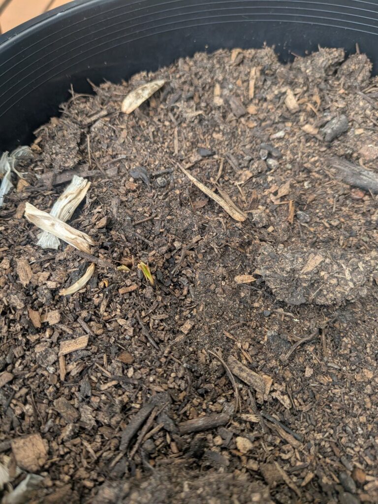 Close-up of potting mix with the first small green garlic shoot breaking through, two weeks after planting