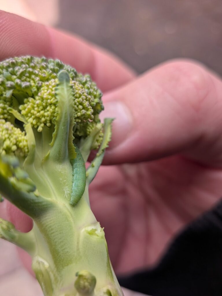 Green caterpillar tucked against the stem just under a harvested broccoli side shoot
