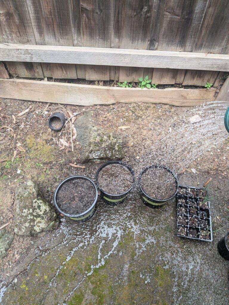 Three freshly sown nursery pots being watered with a watering can rose, two of lettuce and one of capsicum