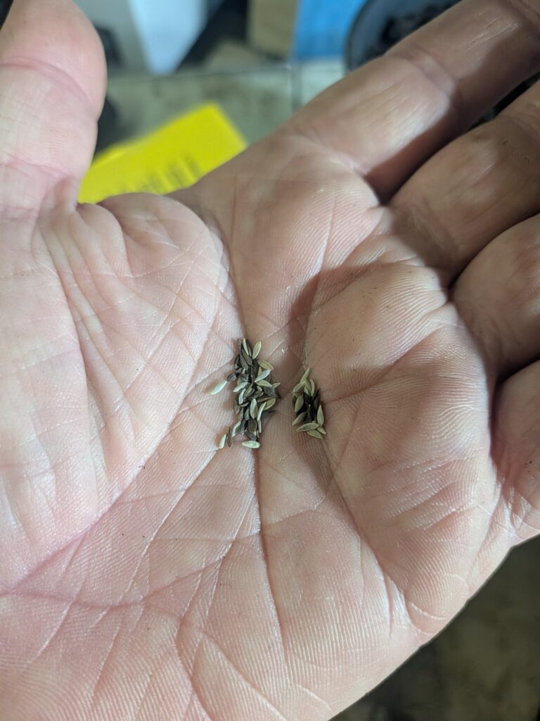A small pinch of thin, pointed lettuce seeds in an open palm, ready to scatter
