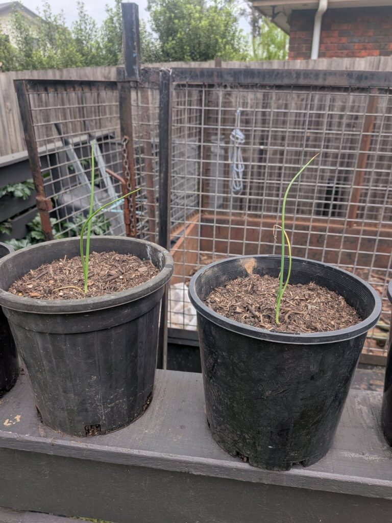 Two young brown onion seedlings growing in black nursery pots on a garden bench