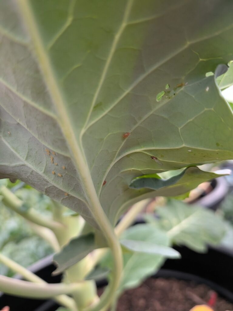 Orange aphids and a winged aphid under a broccoli leaf