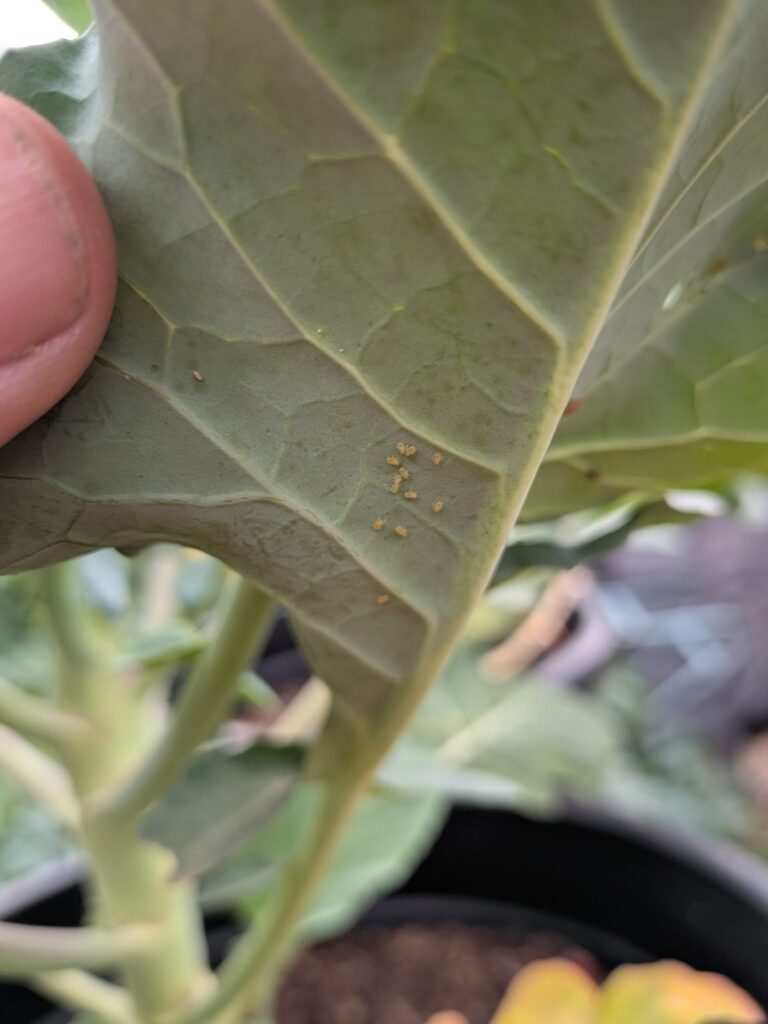 Small orange aphids under a broccoli leaf next to a fingertip for scale