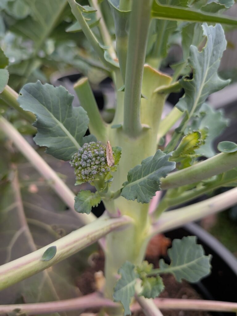 Small slender brown moth with long antennae resting on a broccoli side shoot