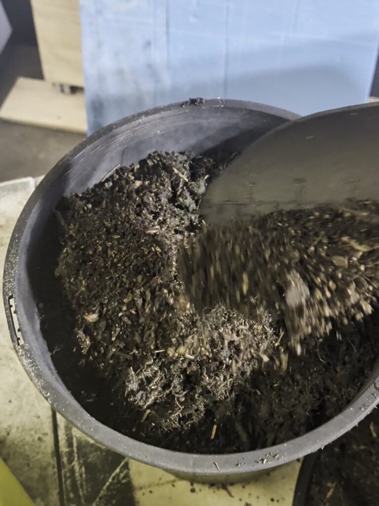 Pouring a thin layer of potting mix over freshly sown lettuce seed in a nursery pot