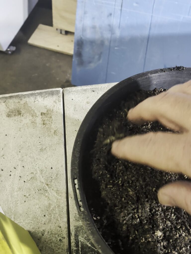 Gently patting down the potting mix after sowing lettuce seed in a pot
