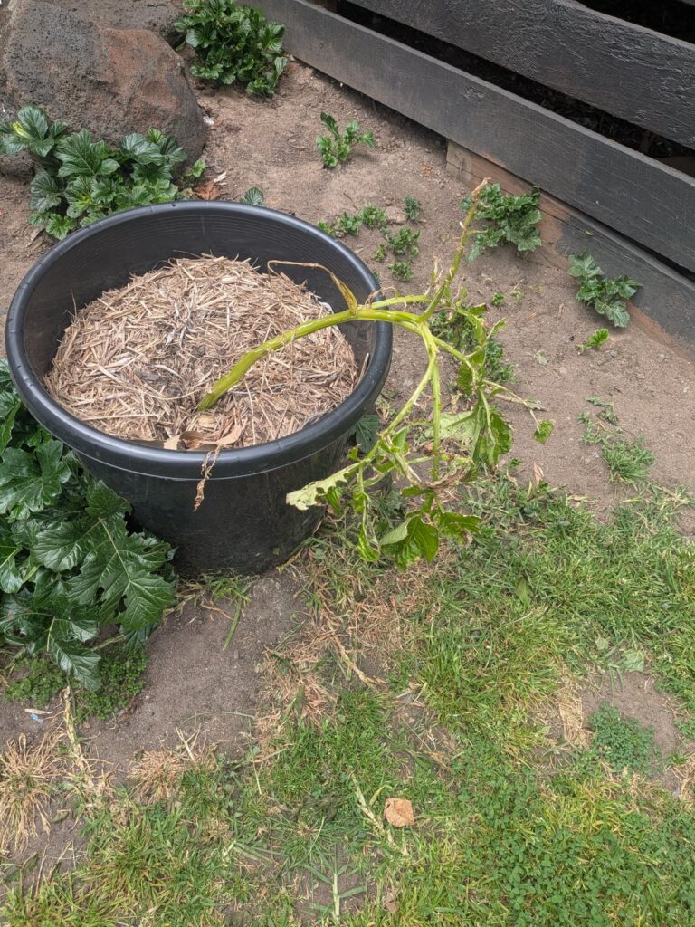 A straw-mulched pot of potatoes grown over winter from shop-bought potatoes, with the main stem snapped and leaves dying back